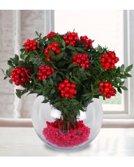 Fanusta kokine çiçeği