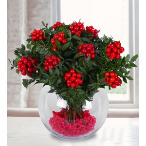 Fanusta kokine çiçeği