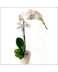 Orkide Tek Dal Beyaz