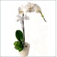Orkide Tek Dal Beyaz