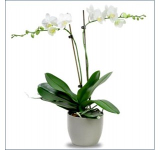 Orkide Çift Dal Beyaz