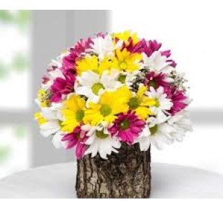 Sevgiliye Çiçek - Kütükte Papatyalar eskişehir çiçek, çiçek satın al, eskişehir online çiçekçi, eskişehir çiçekçi, eskişehir ucuz çiçek, eskişehir internetten çiçek